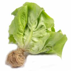 Lechuga Hidropónica x unidad