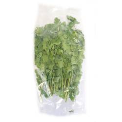 Cilantro Envasado x 70 gr