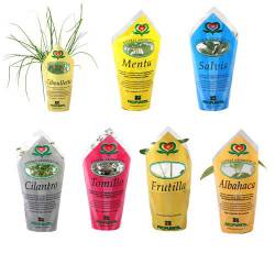 Plantines Chicos x 1 Un.